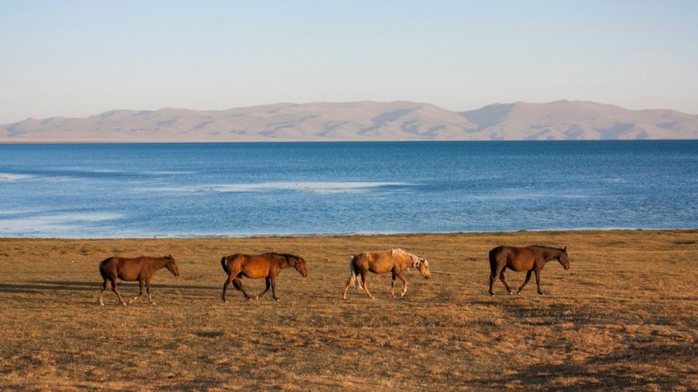 Horses on the shore of Song-Kul lake on the Song-Kul horse trek